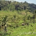 rice_ubud_h_0031_bal0846.jpg